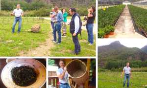 te premosello piantagione mix