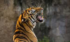 tigre photo 