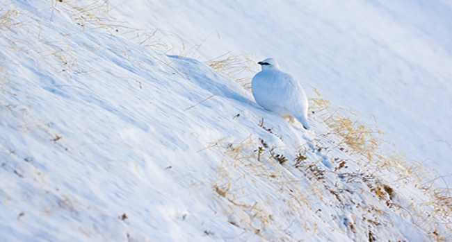 uccello neve parco