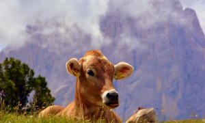 vacca lingua dolomiti