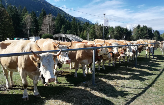 vacche fiera vigezzo 18