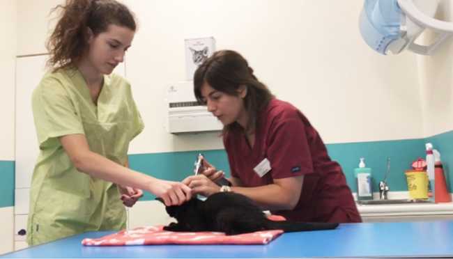 vaccino gatto cane puntura animali