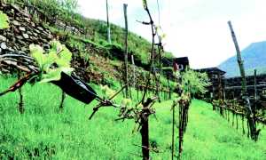 vigna terrazza baita