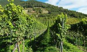 vigneto vigna vendemmia