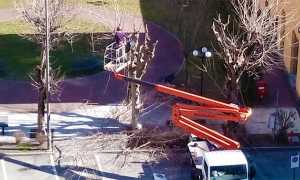 villa potatura alberi gru