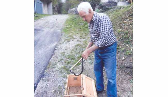 vipera walser Diovuole Proletti