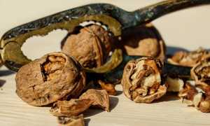 walnut 1751661 640