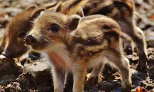 wild boar g30ab01cd8 640