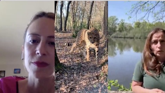 videointervista torbiera