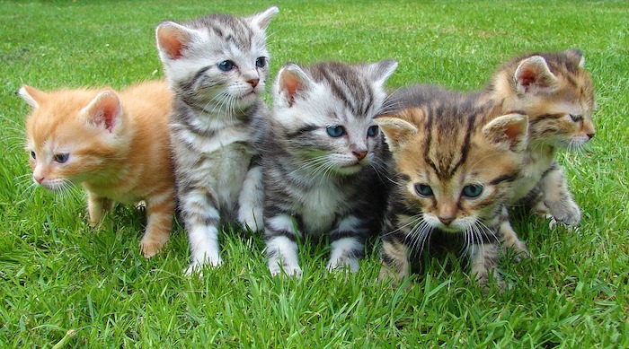 Beura: la Lav cerca "gattari" per nutrire i mici della colonia felina 