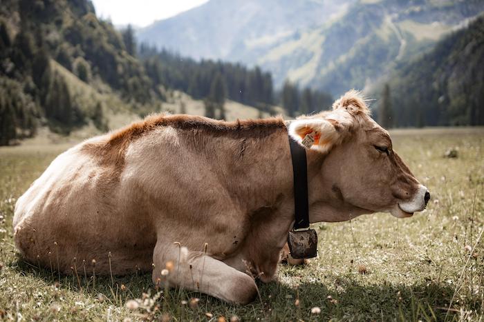 Noi Moderati VCO: "Agricoltori e allevatori sono il presidio del territorio"