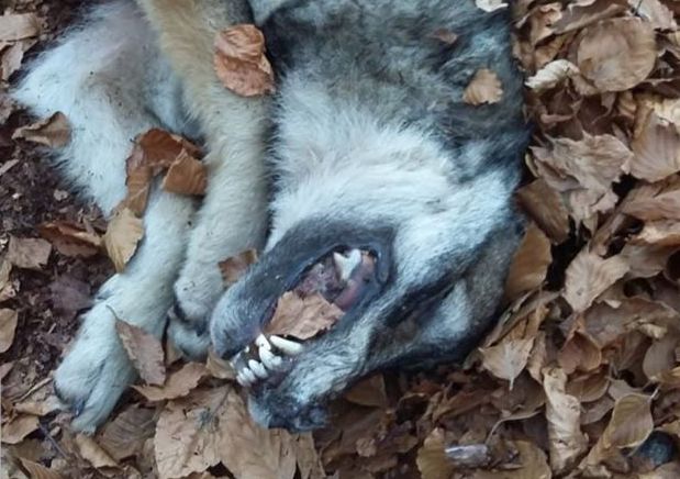 80996842 2501732573372259 3895869382848413696 o copia