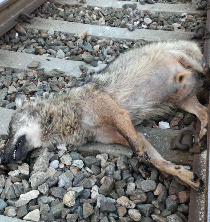 Lupo ucciso da un treno. E' l'esemplare avvistato a Ornavasso? 
