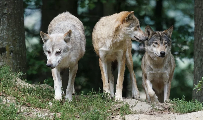 Incontro istituzionale sul ritorno del lupo nel Vco