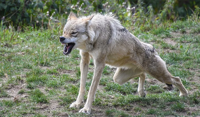 Attacco di un lupo in Val Loana? Analisi sulla carcassa di un montone