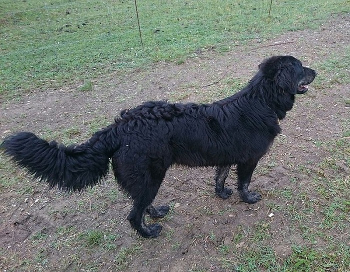 Montecrestese: cani in alpeggio a protezione delle greggi, appello agli escursionisti