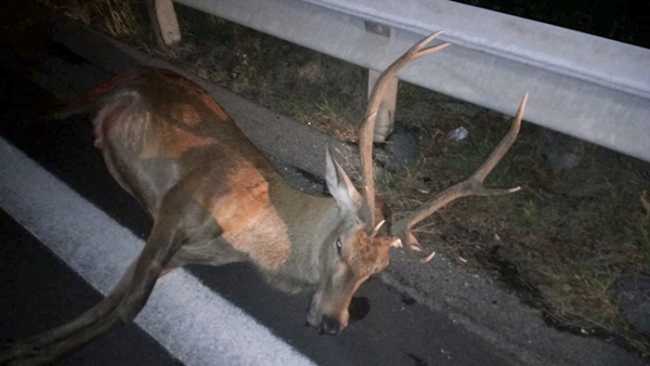 cervo morto notte images articles vco ossola 2020 settembre thumb medium650 0