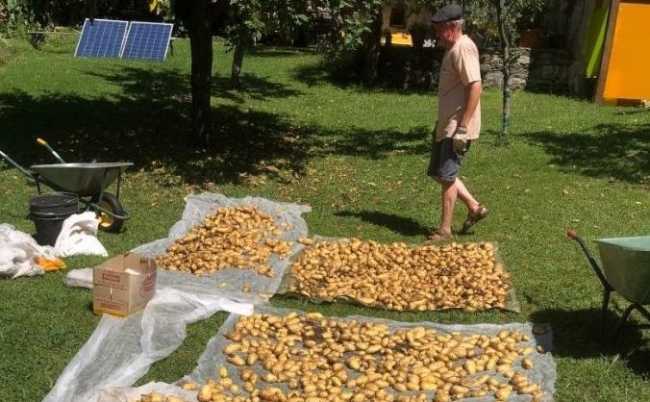 Giornate del raccolto images articles vco ossola 2022 luglio thumb medium650 0