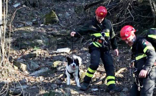 cane vigili fuoco
