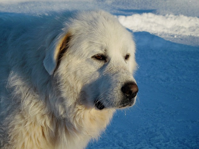 great pyrenees g7211479c9 640