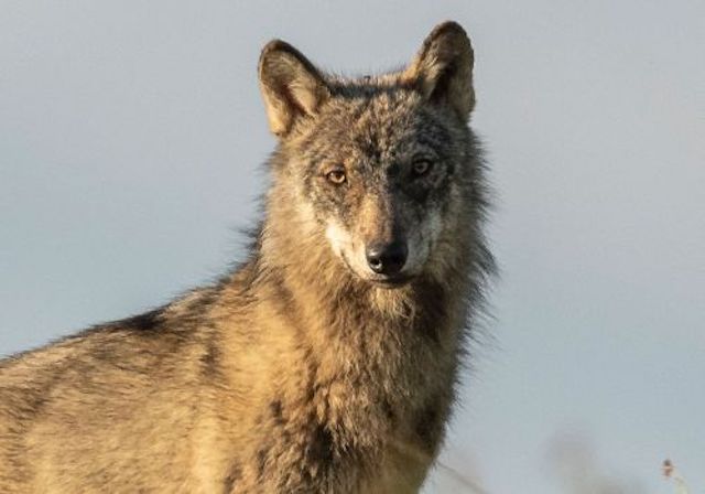 1654689923 Symbolbild Wolf Gurt KORA.jpg 500x350