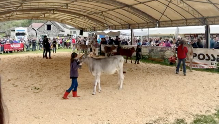 Un festa lunga tre giorni per la Mostra Bovina della Valle Antigorio e  Formazza