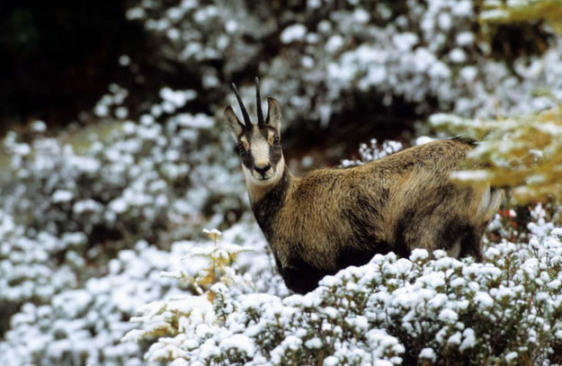 Immagine 2024 01 31 104707