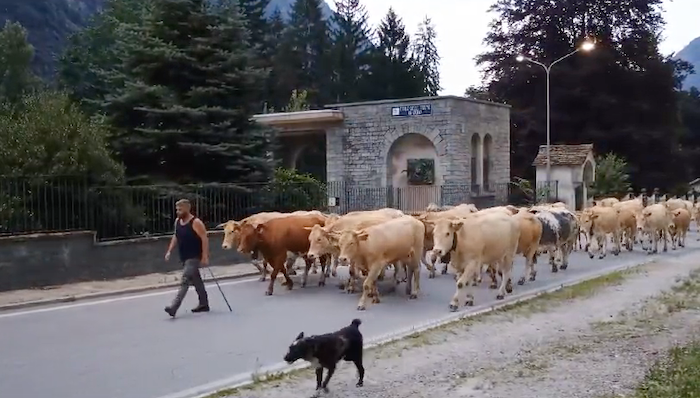 Si va in alpeggio - Video 