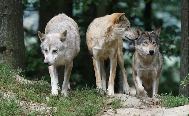 lupi alberi tre images articles vco ossola 2020 luglio thumb medium650 0