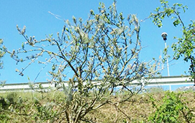 corto parassita piante superstrada