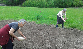 corto antrona semina canapa