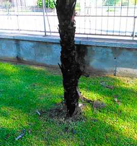 corto palma incendio premosello