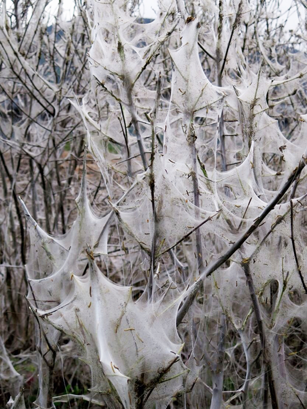 parassita acuto piante