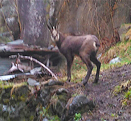 b Camoscio piazza Pestarena 04.16