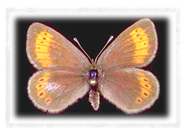 b farfalla ossola erebia christi ghiacciai