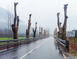 b platani gravellona