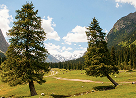 b alberi abete montagna