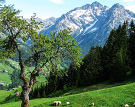 b montagna panorama albero