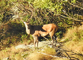 b cervo verde bramito