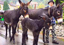 b varzo asinelli asini scarium