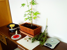 b mariuana carabinieri piantina