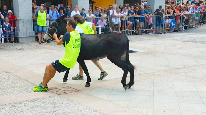 Palio degli asini di Premosello: esposto in Procura degli ambientalisti. Monti: “Diventeremo manifestazione storica”