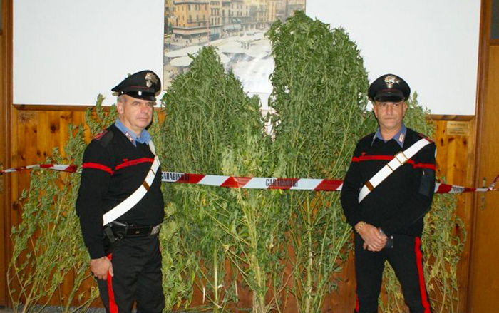 Ohi Maria! Aumenta in Ossola la coltivazione "fai da te", tre i denunciati dai carabinieri