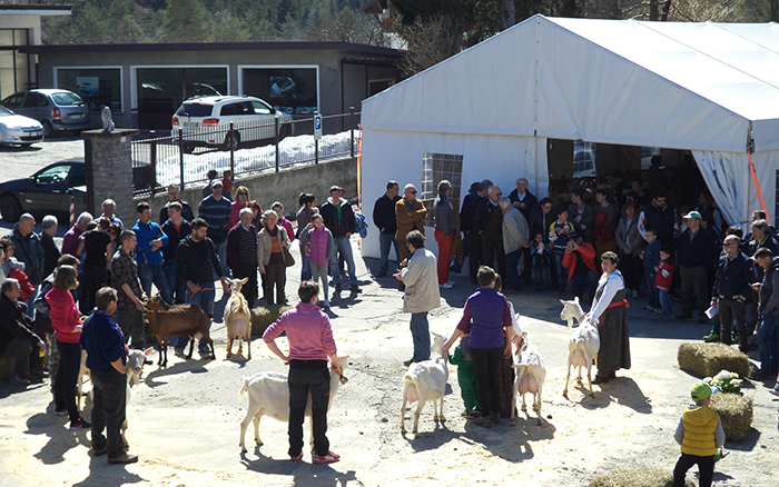 Rally, Giornata della gioventù, mostra del capretto. Ricco di eventi il week end in Ossola