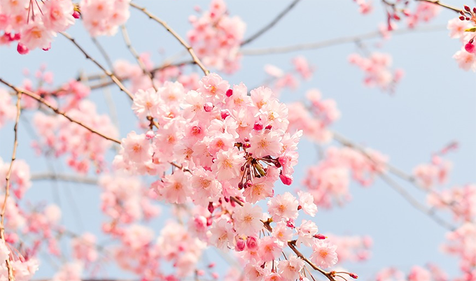 L'amore e la primavera nel nuovo editoriale di Tatiana Giovannetti