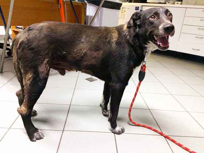 "Bruto", il cane seviziato col un cannello caldo, ha iniziato a mangiare. Foto