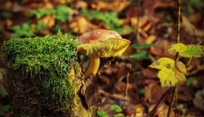 Servizio di reperibilità dell'Asl in caso di intossicazioni da funghi