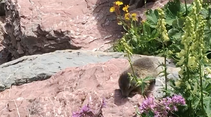Incontri ravvicinati con le marmotte – guarda il video