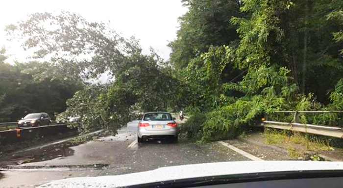 Una grossa pianta crolla sulla superstrada