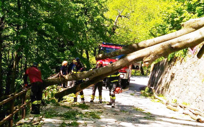 Pianta pericolante in val Bognanco, intervento dei Vigili del fuoco